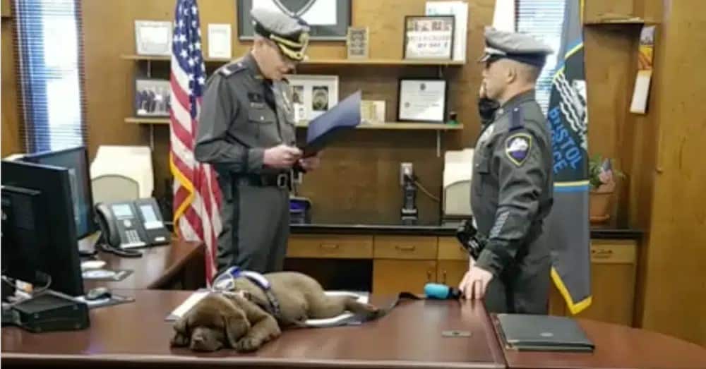 dog falls asleep at importrant ceremony