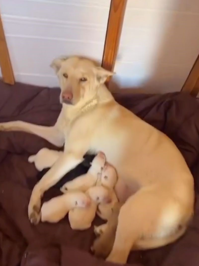 dog feeding its puppies