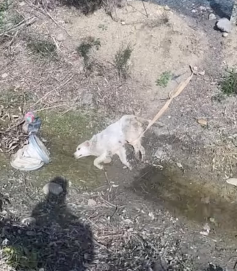 dog feeding puppies