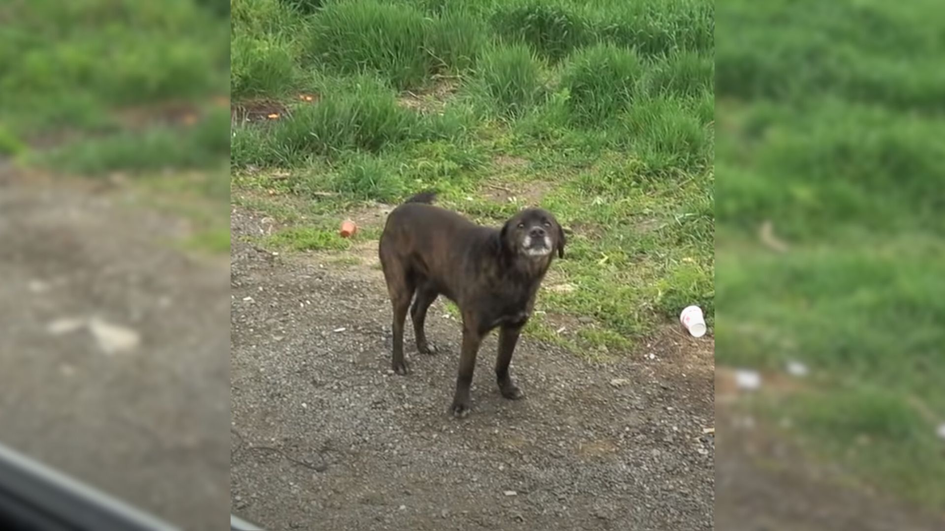 This Poor Pup Found Next To A Road Gets The Most Amazing Transformation Ever