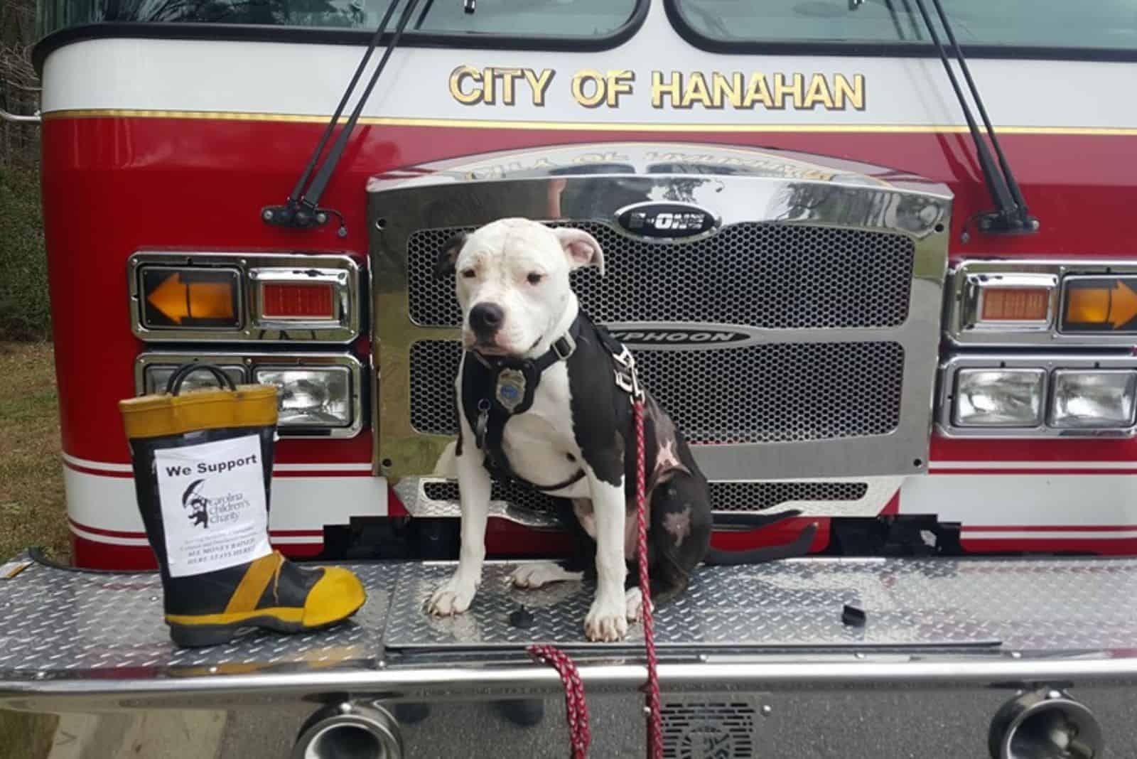 dog firefighter sitting on a truck