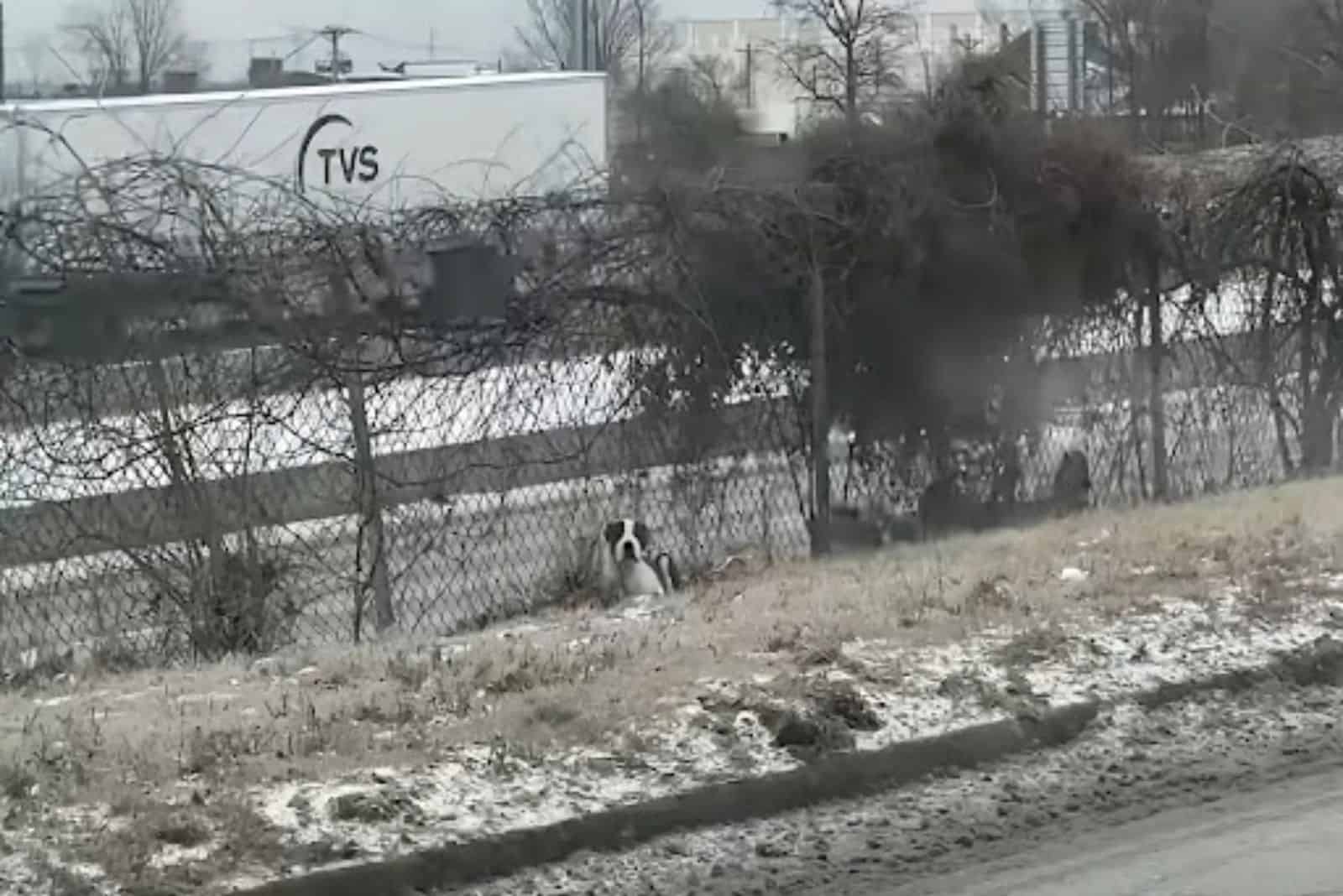 Freezing Dog Huddled Up Against A Fence Learns Home Is For The First Time