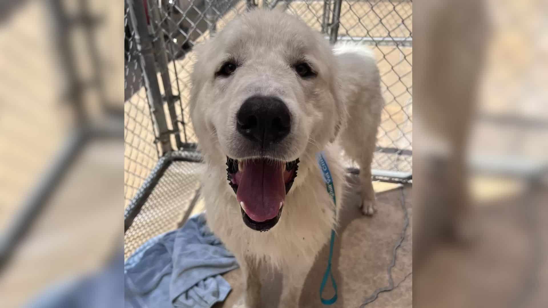 Dog Found Abandoned And Tied To A Fence With A Note Saying His Owners No Longer Wanted Him