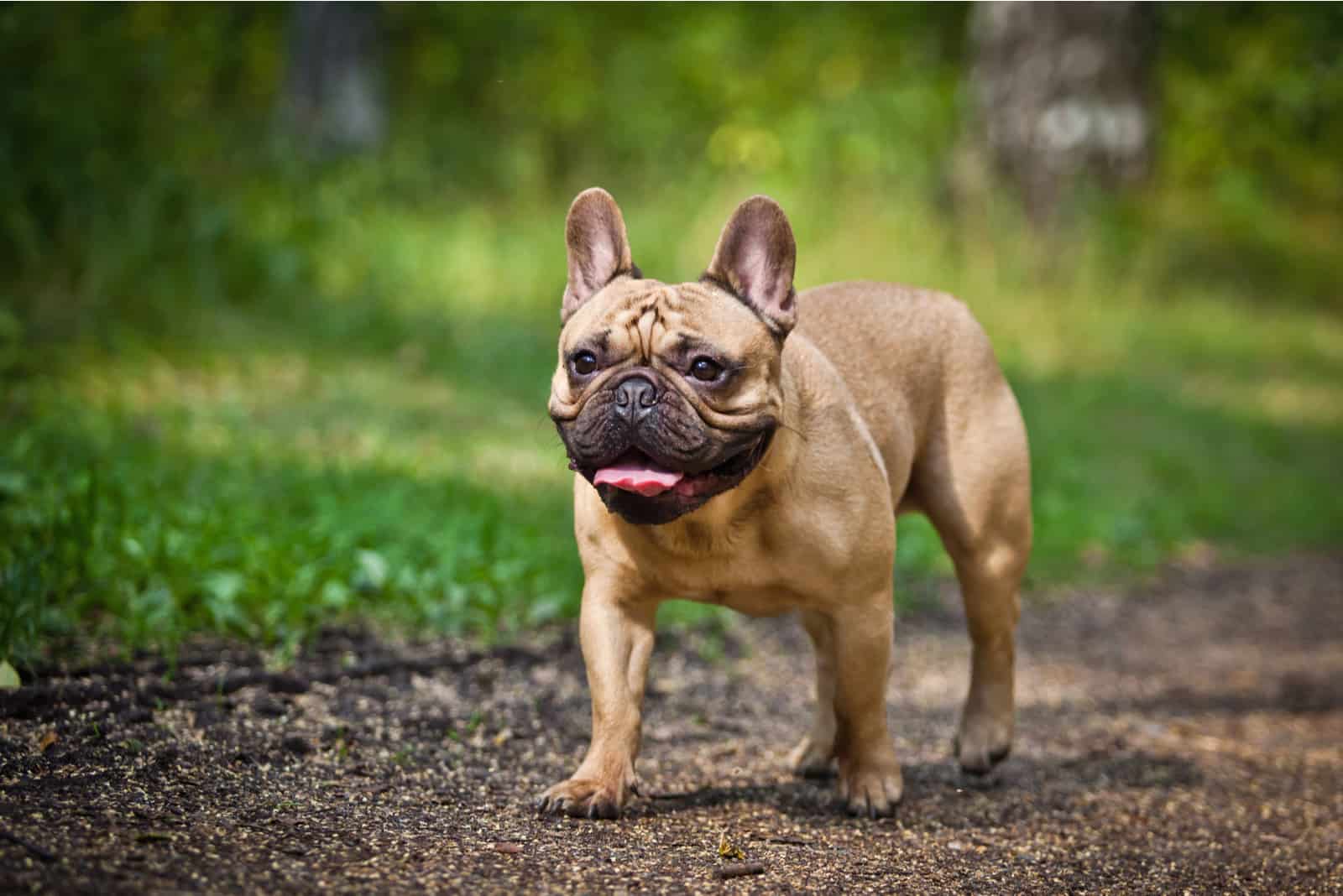 Dog French Bulldog walking in nature