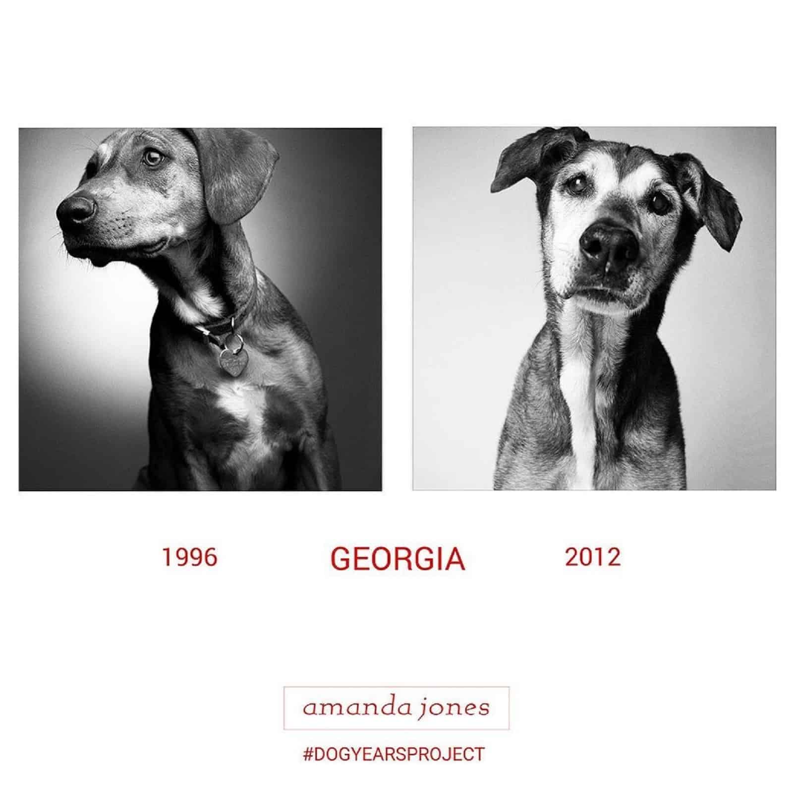 dog georgia through years