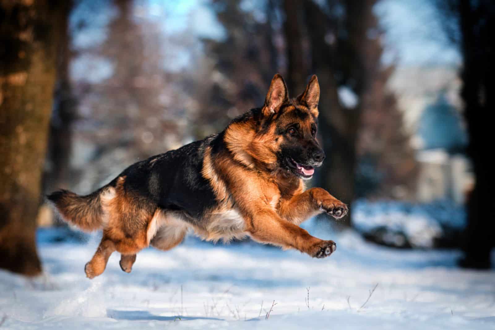 dog german shepherd running in a snowy park in winter