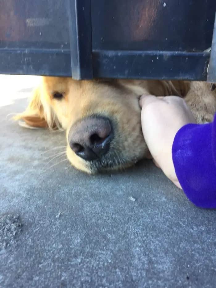 Dog gets petted trough gate