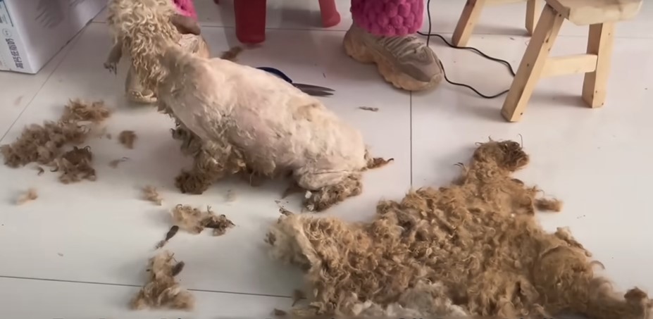 dog gets shaved