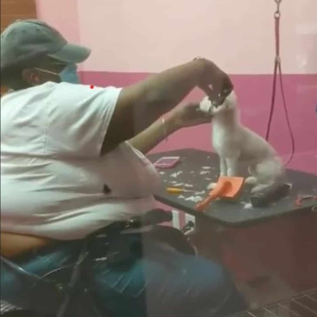 dog gets shaved