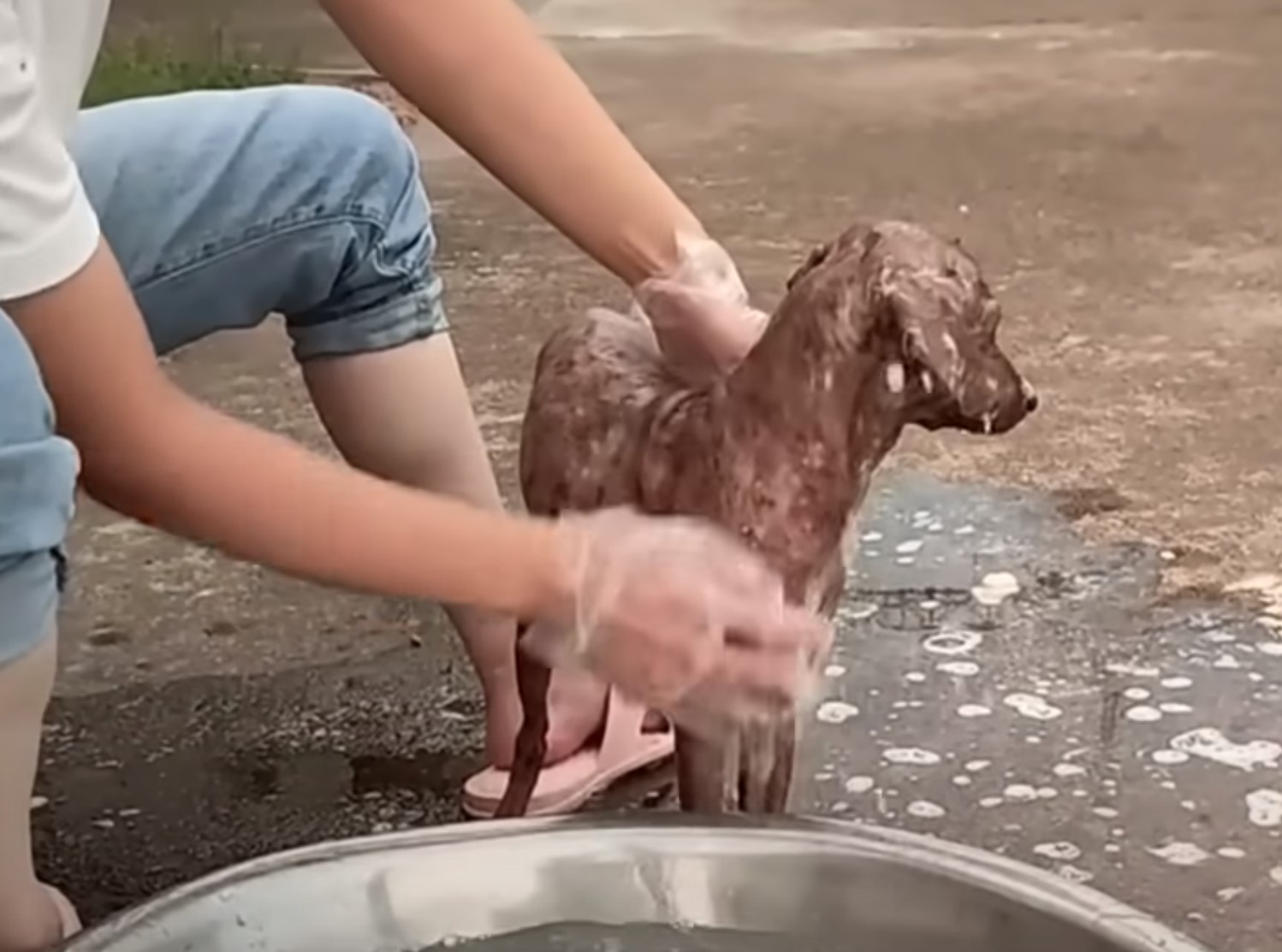 dog getting a bath