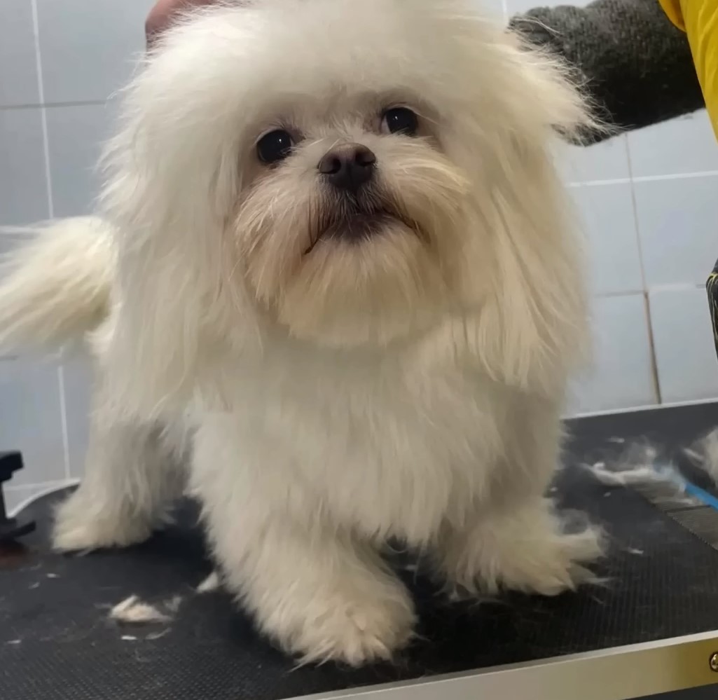 dog getting a haircut