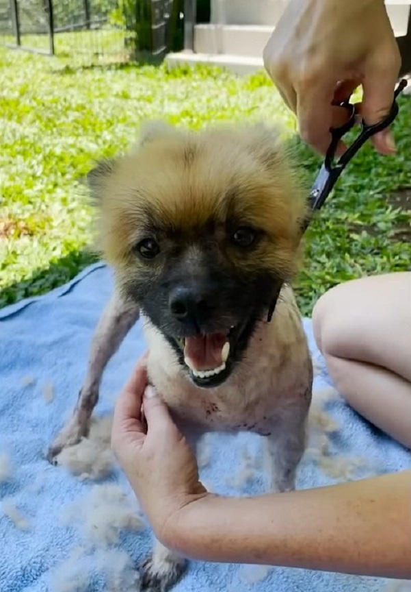 dog getting a haircut