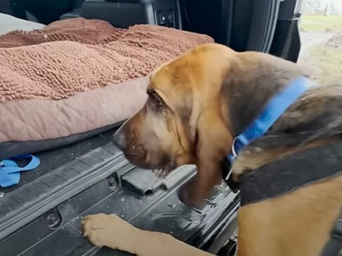 dog getting into a car