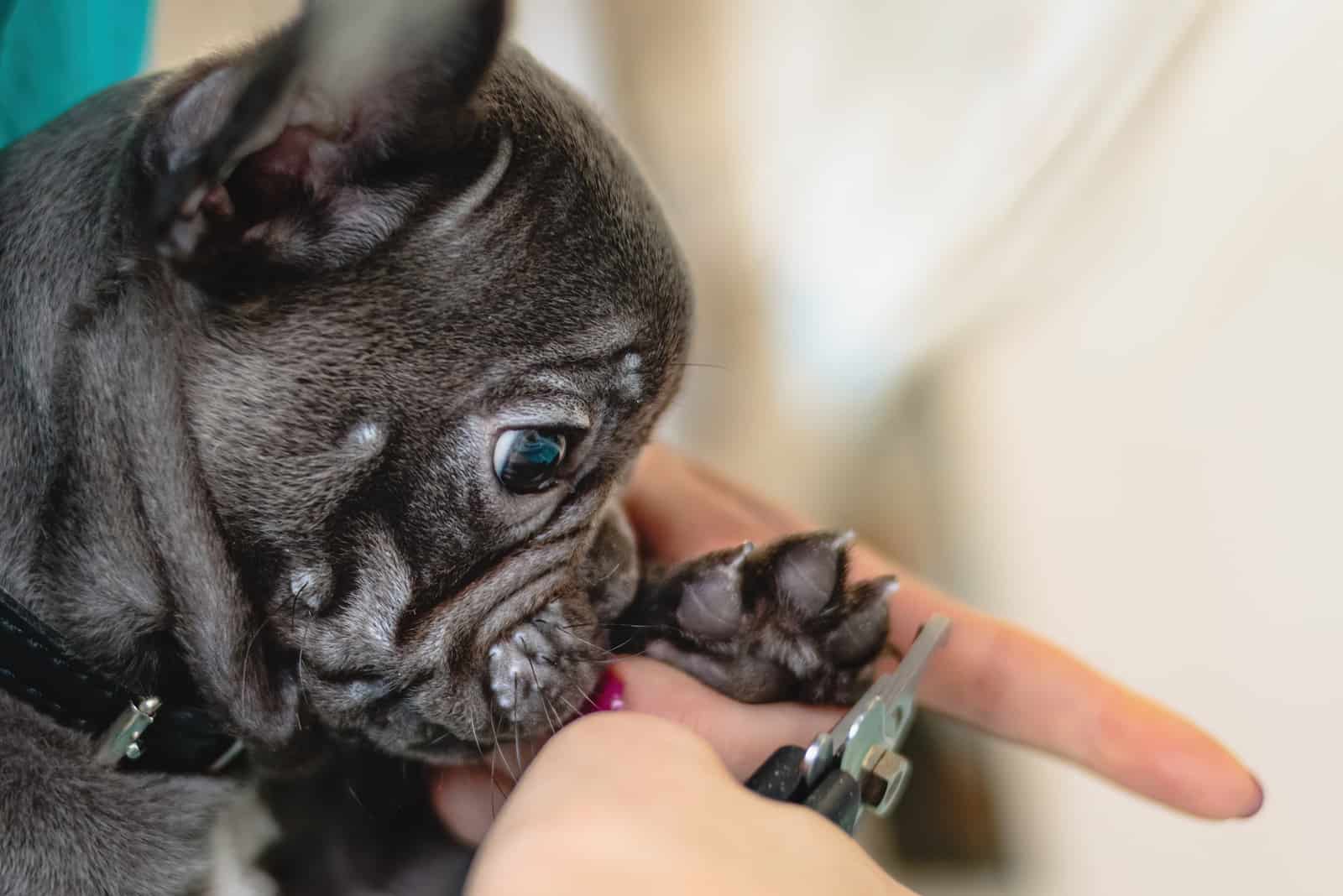 dog getting nails cut with scissors at grooming salon