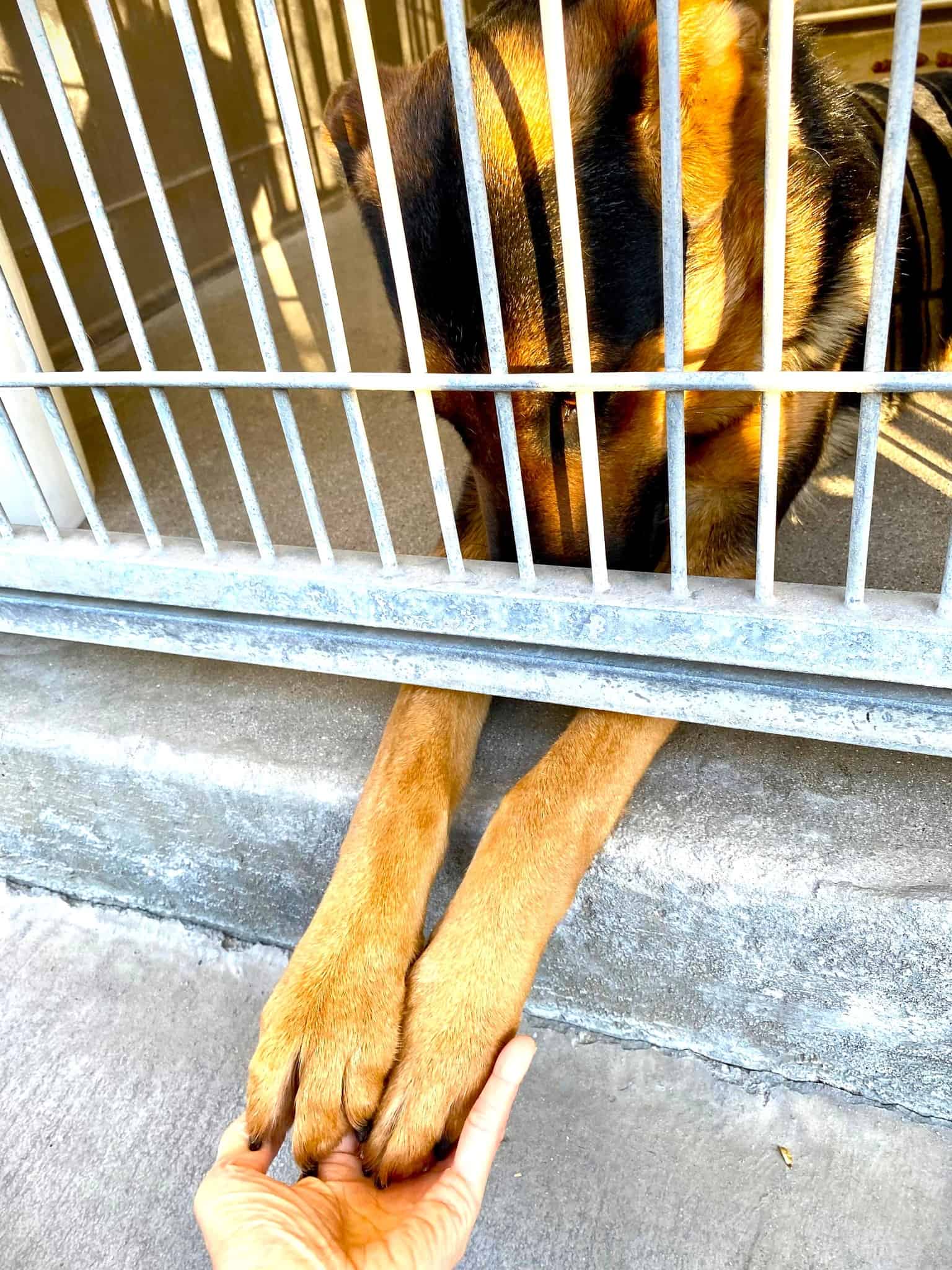 Dog giving both of his hands trough cage
