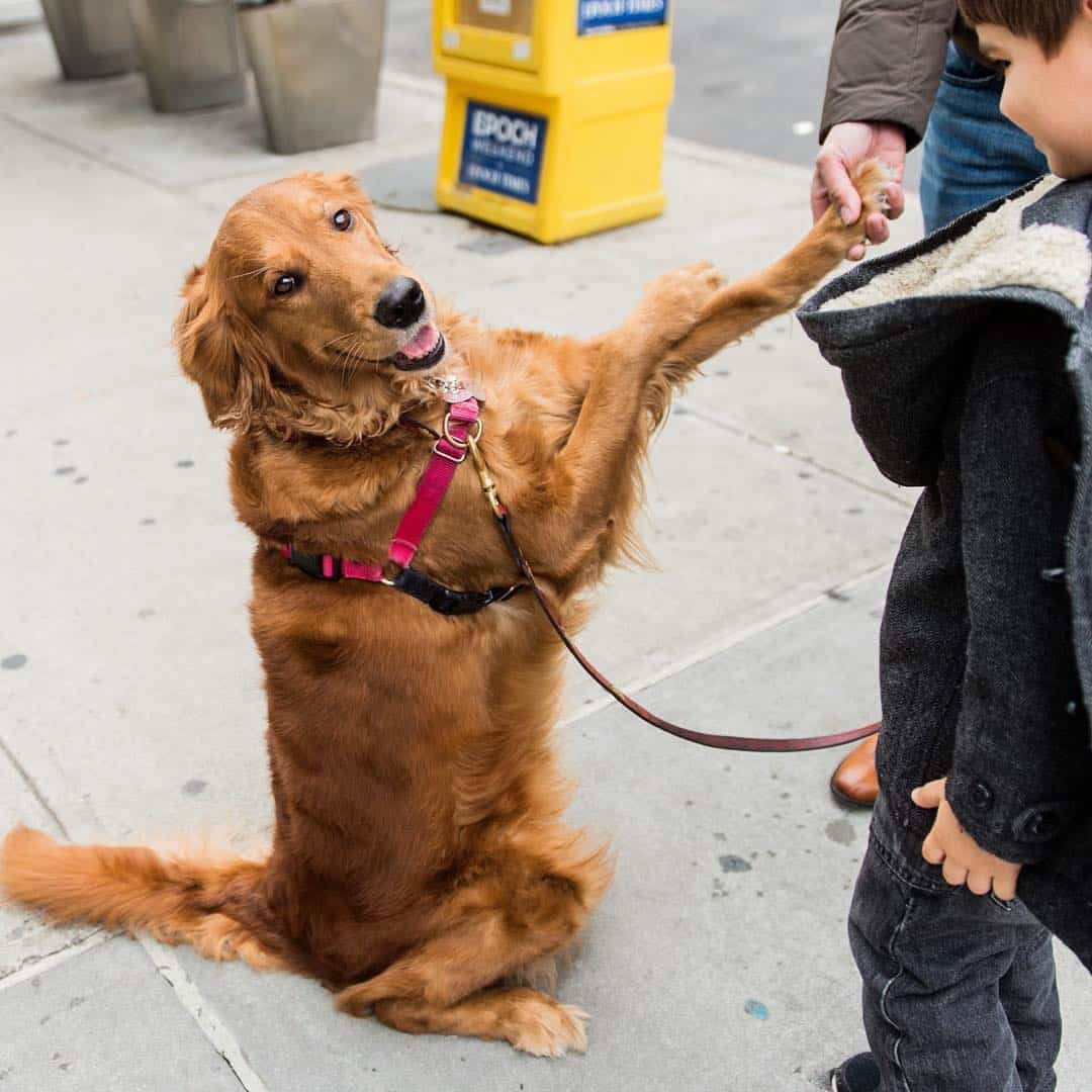 Dog giving five to guy