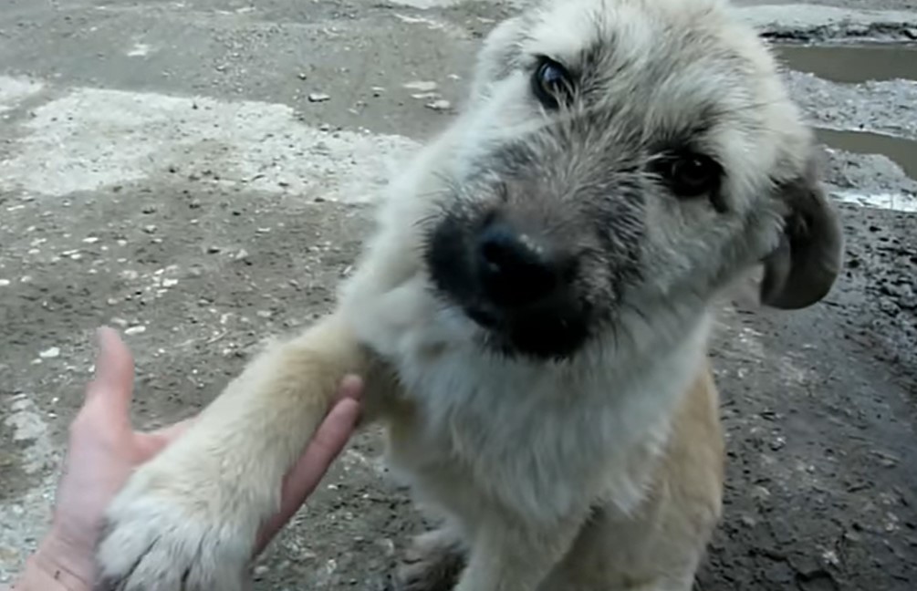 dog giving his paw