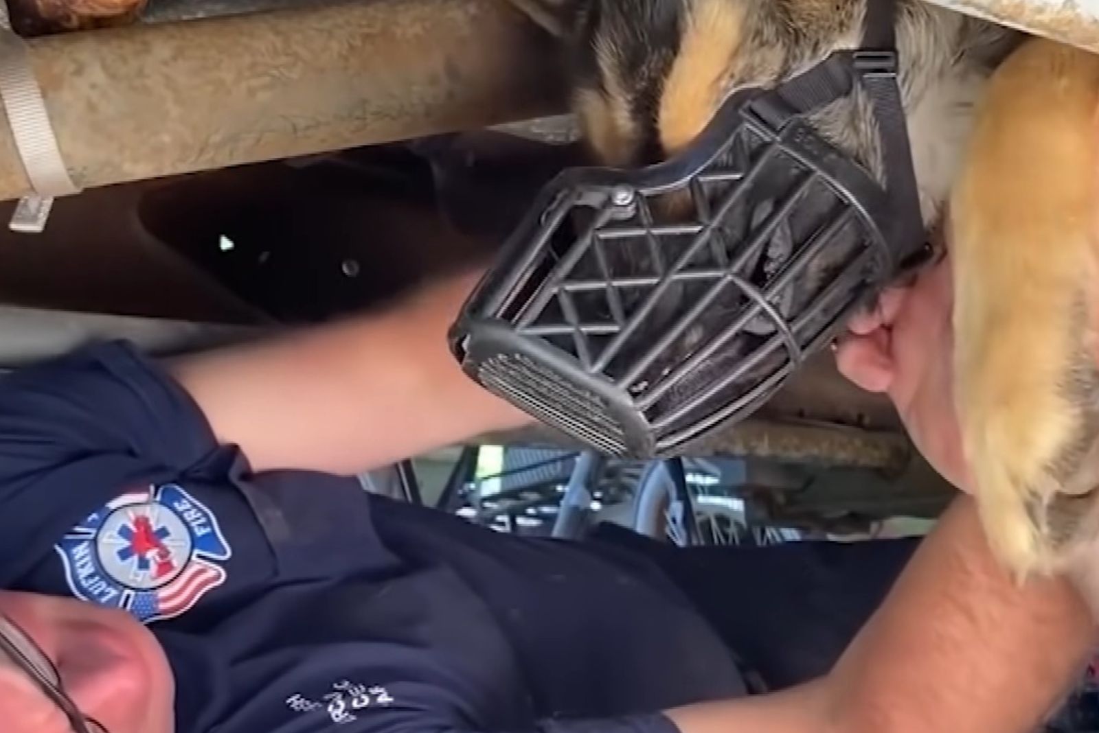 dog got stuck under the truck