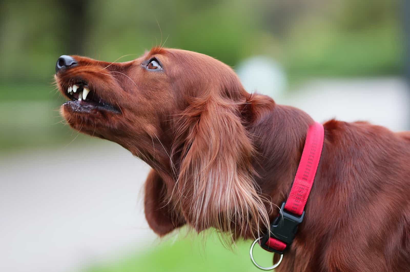 Dog Growling At Nothing: 3 Common Causes