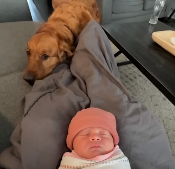 golden retriever guarding the baby