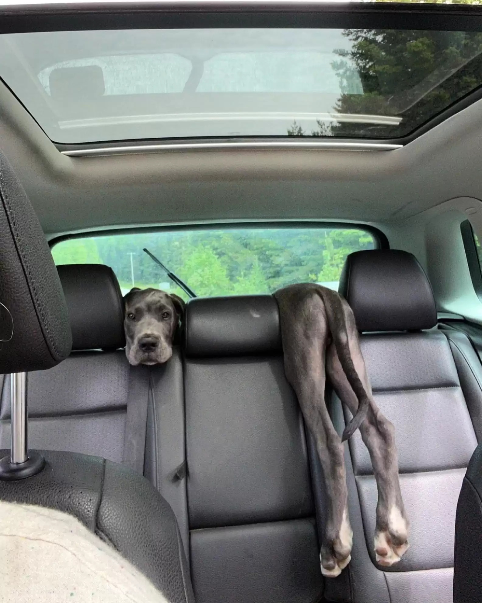 dog hanging over the back seat of a car