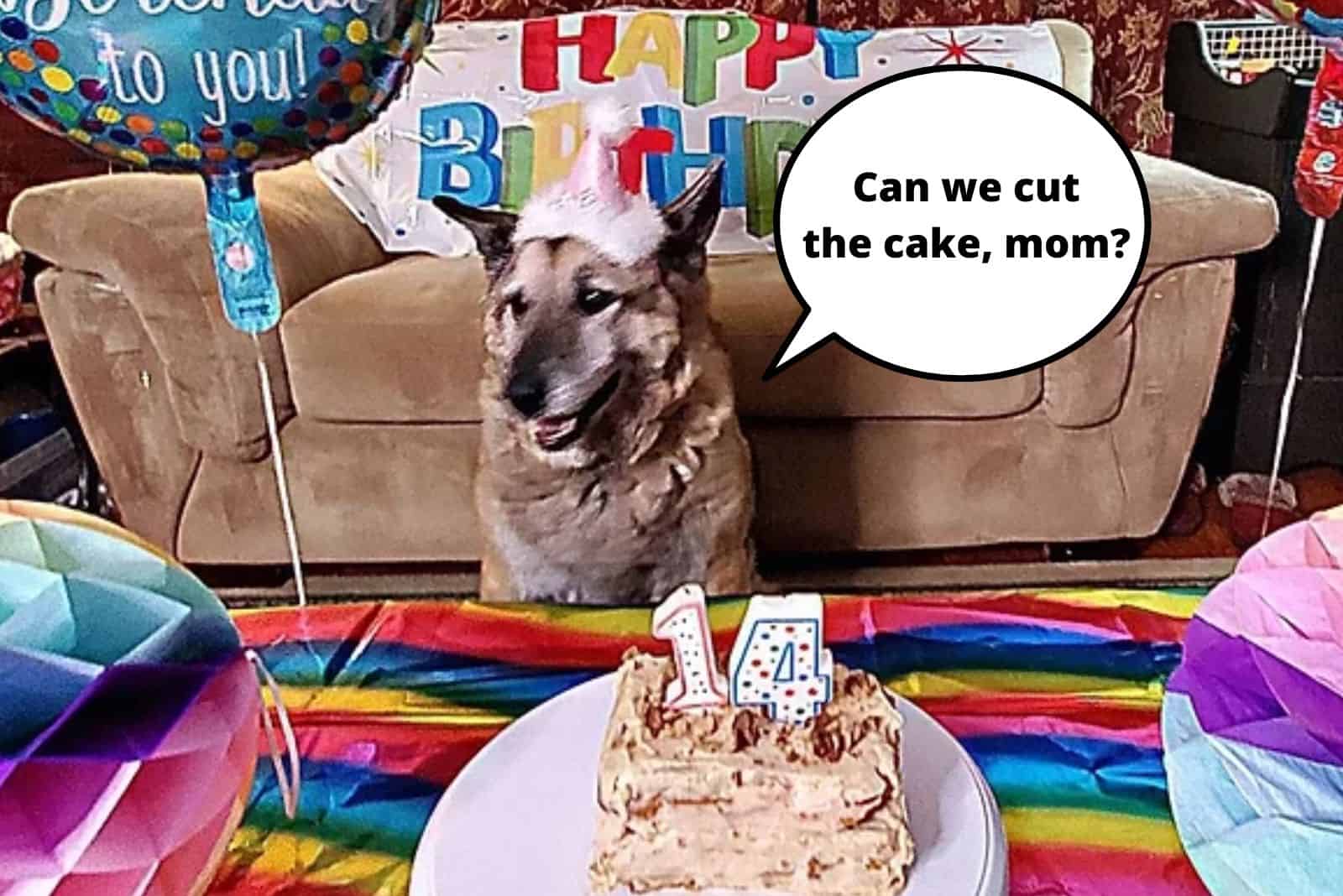 dog having a birthday party