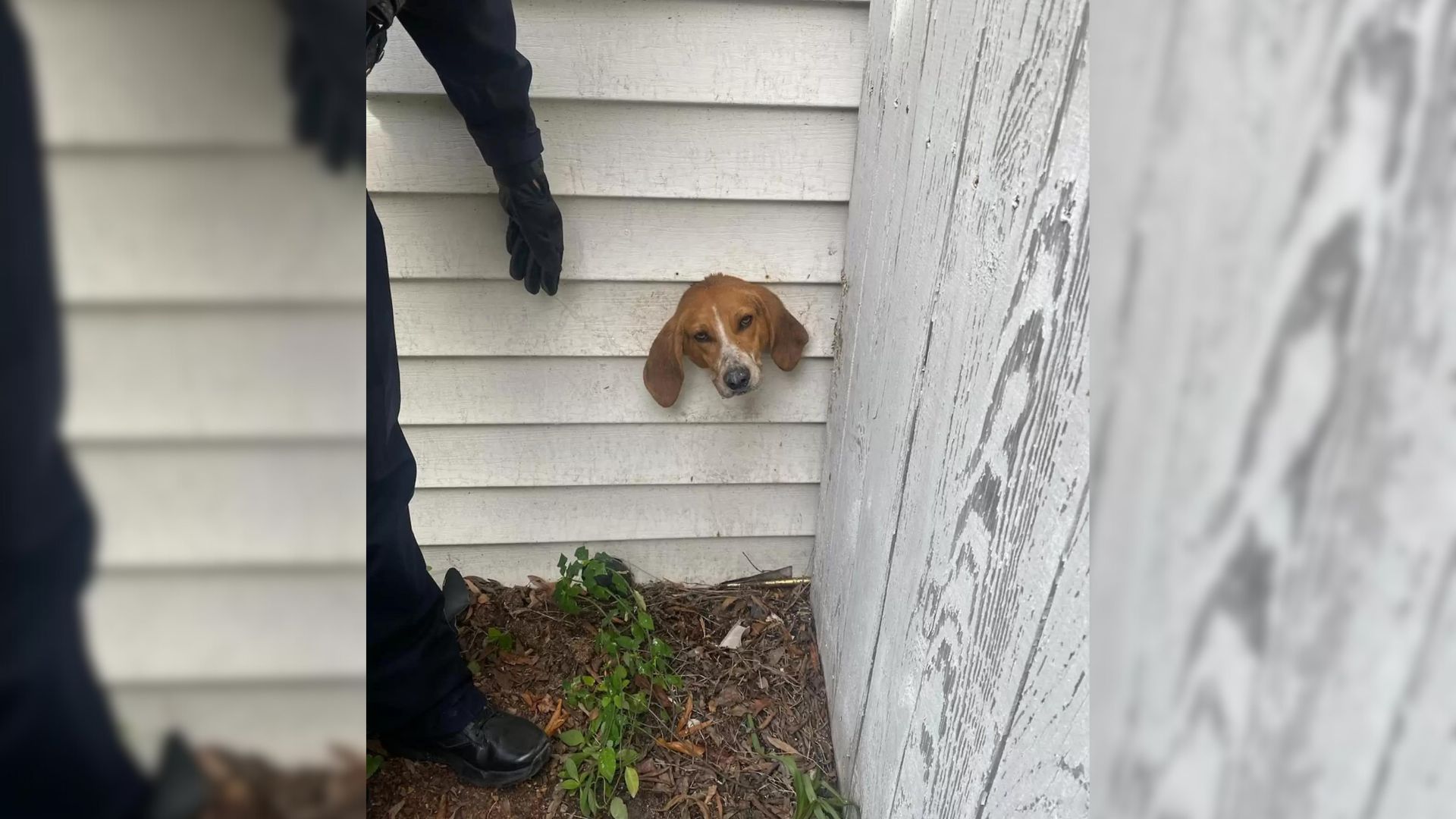 Dog Head Stuck In Dryer Vent In His Home Leaves Police And Firefighters Stunned