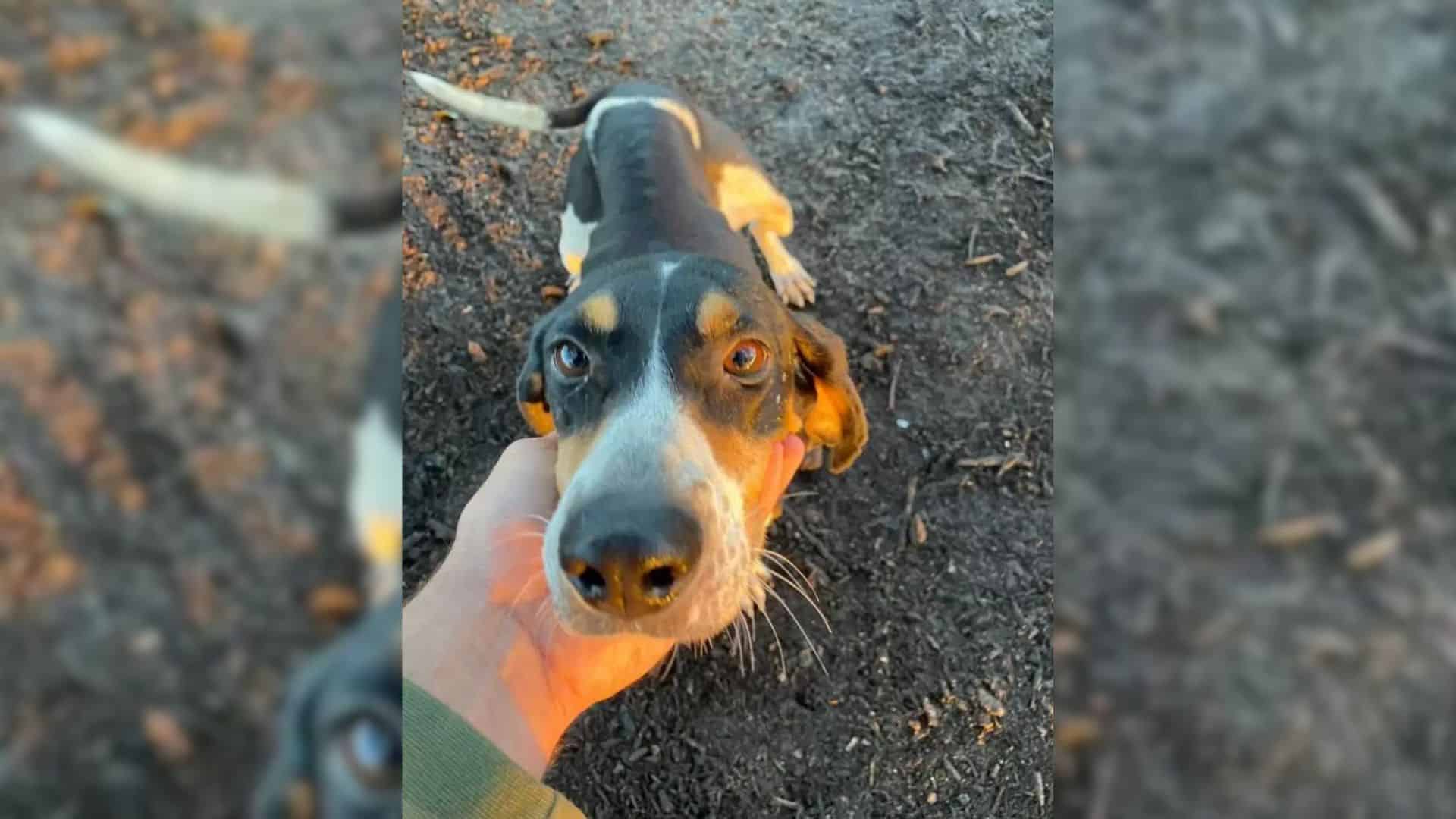 Dog Helps Her Dad Save A Foxhound Abandoned In Mud During The Storm