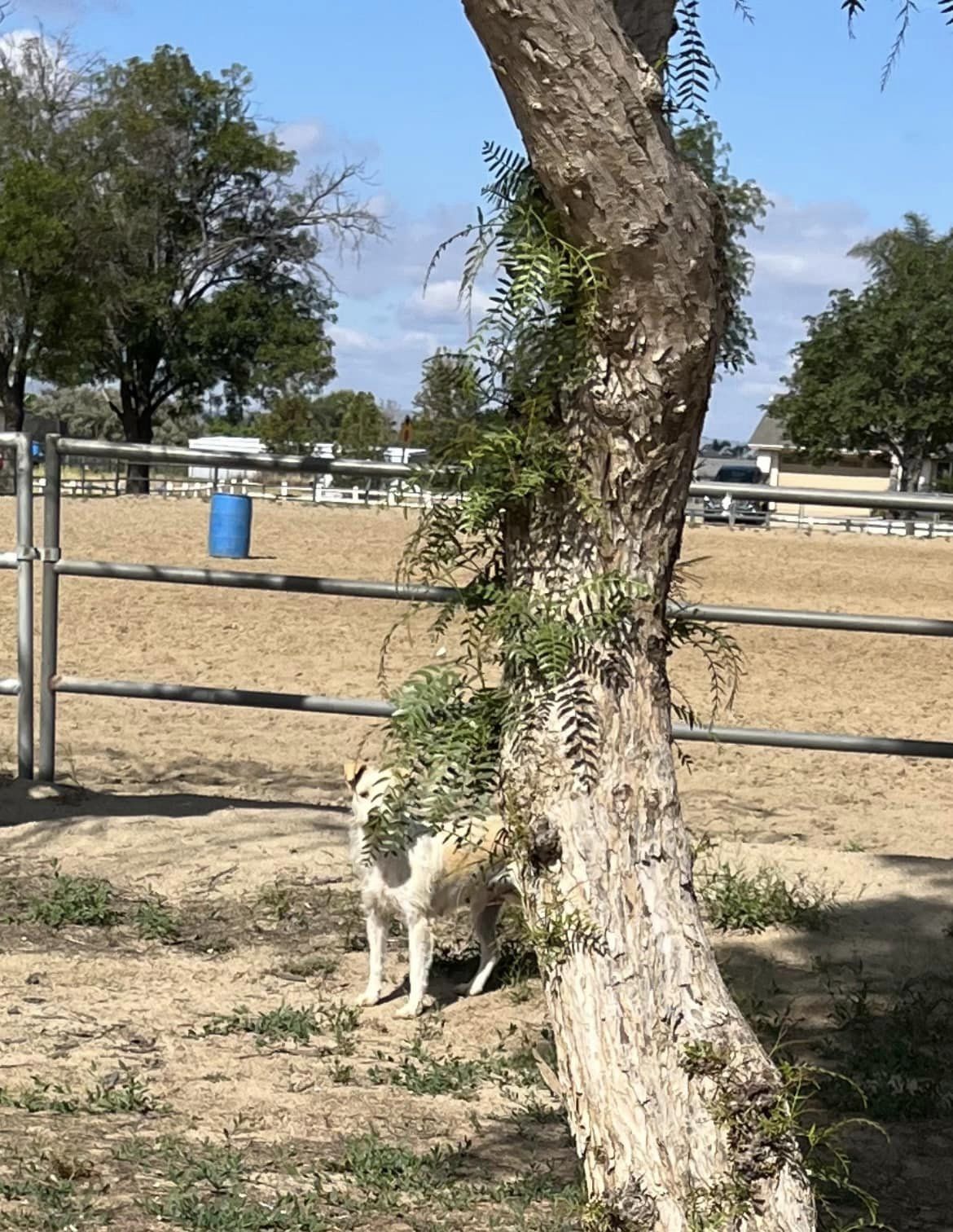 dog hiding behind a tree