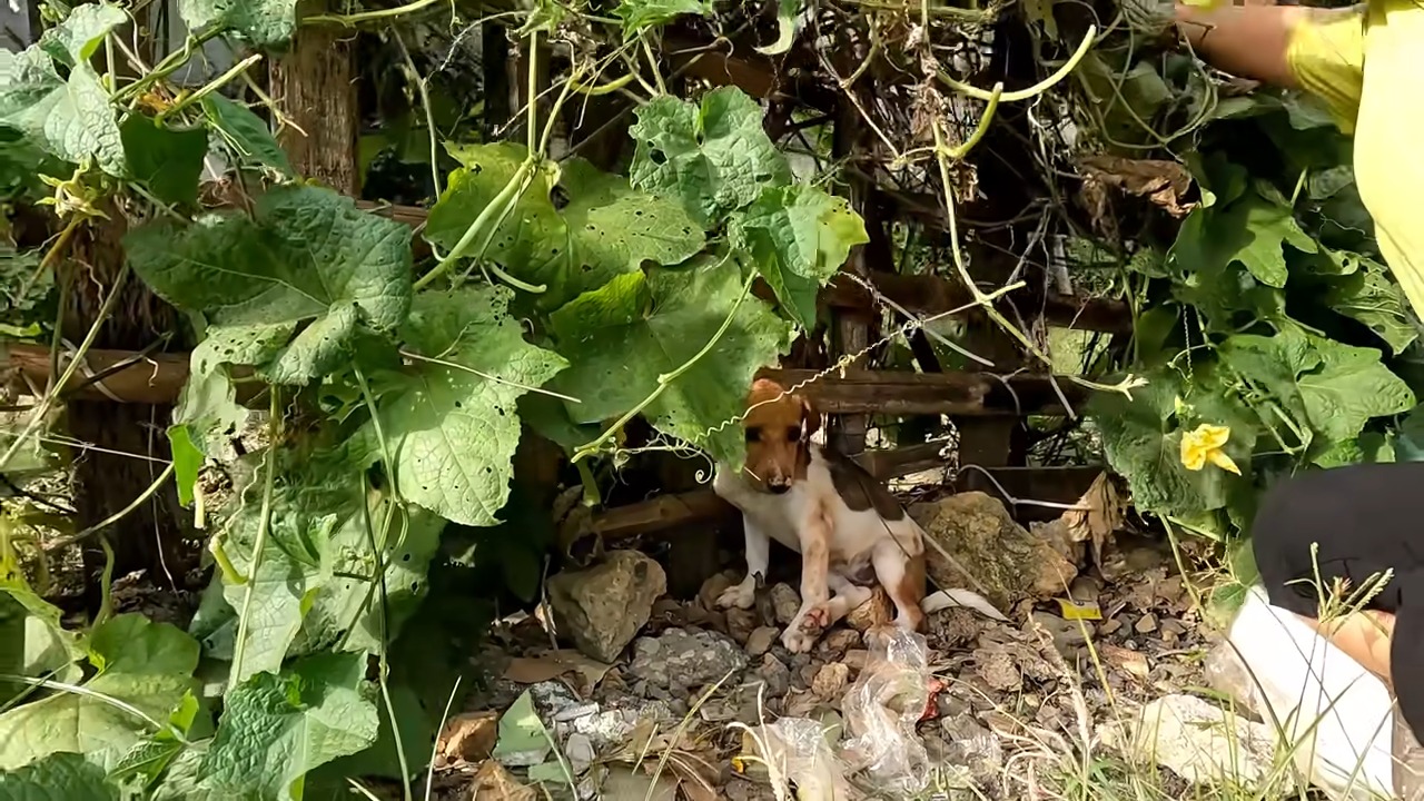 dog hiding in the bushes