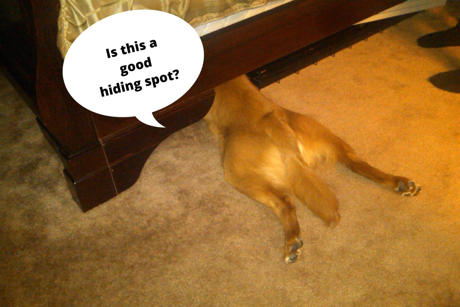 dog hiding under bed in bedroom