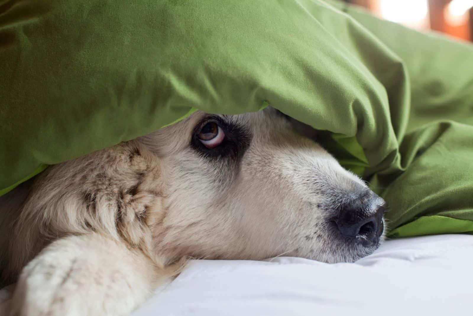 dog hiding under duvet on the bed