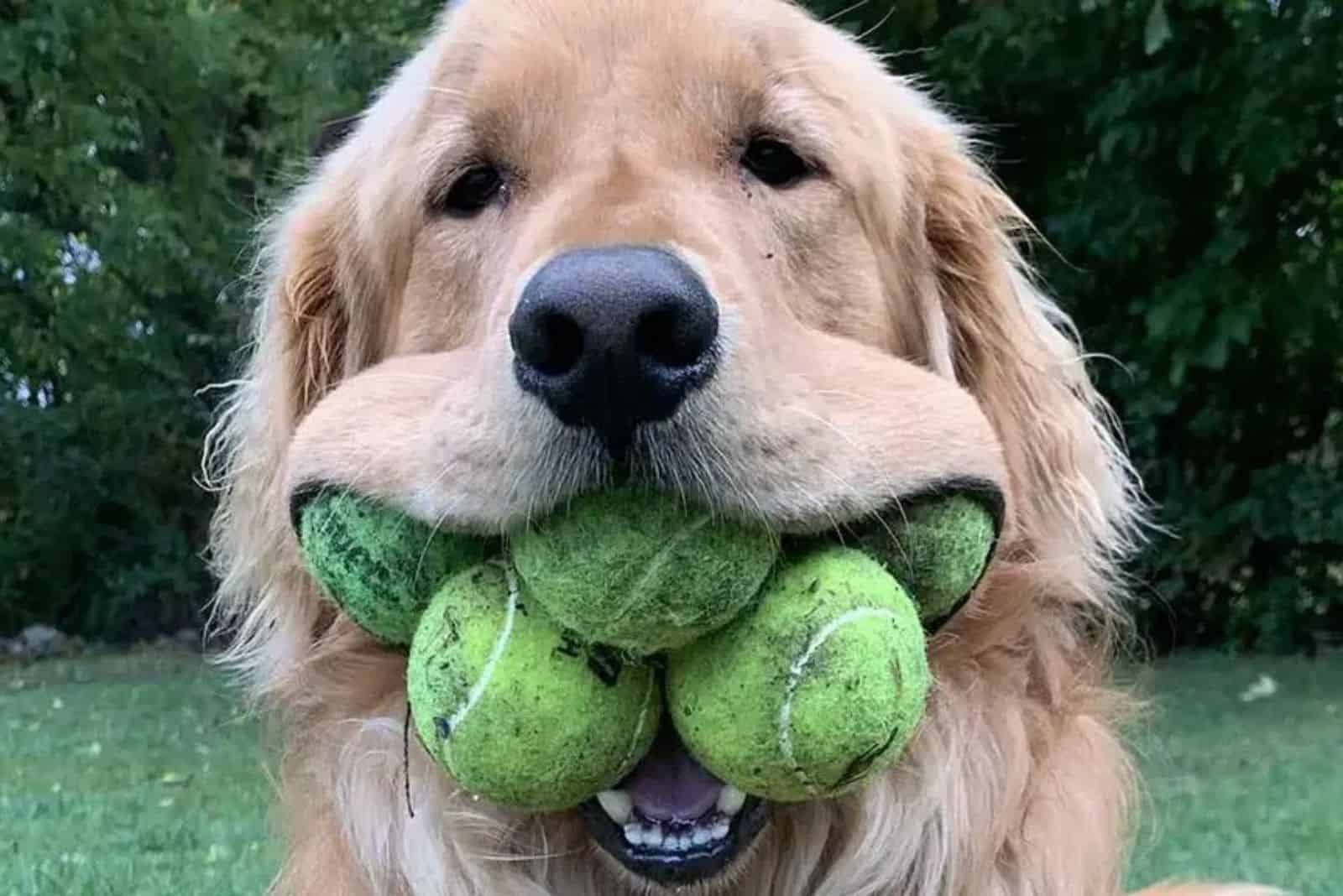 dog holding a lot of tennis balls in his mouth in the garden