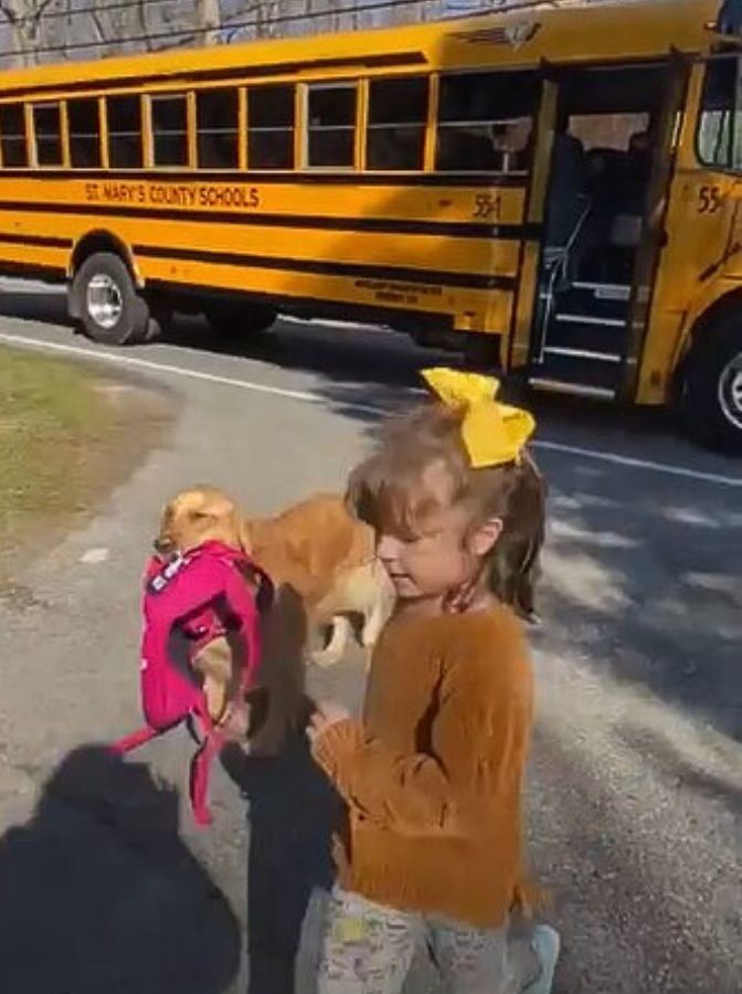 dog holding kids bag