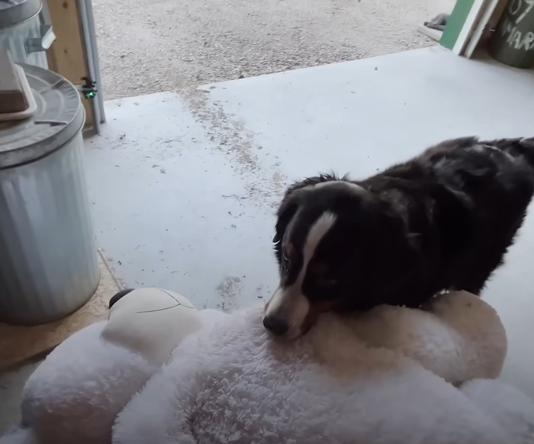 dog holding teddy bear