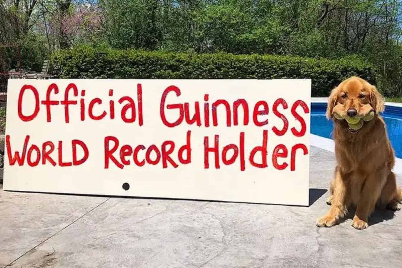 dog holding tennis balls in his mouth as official guinness world record holder