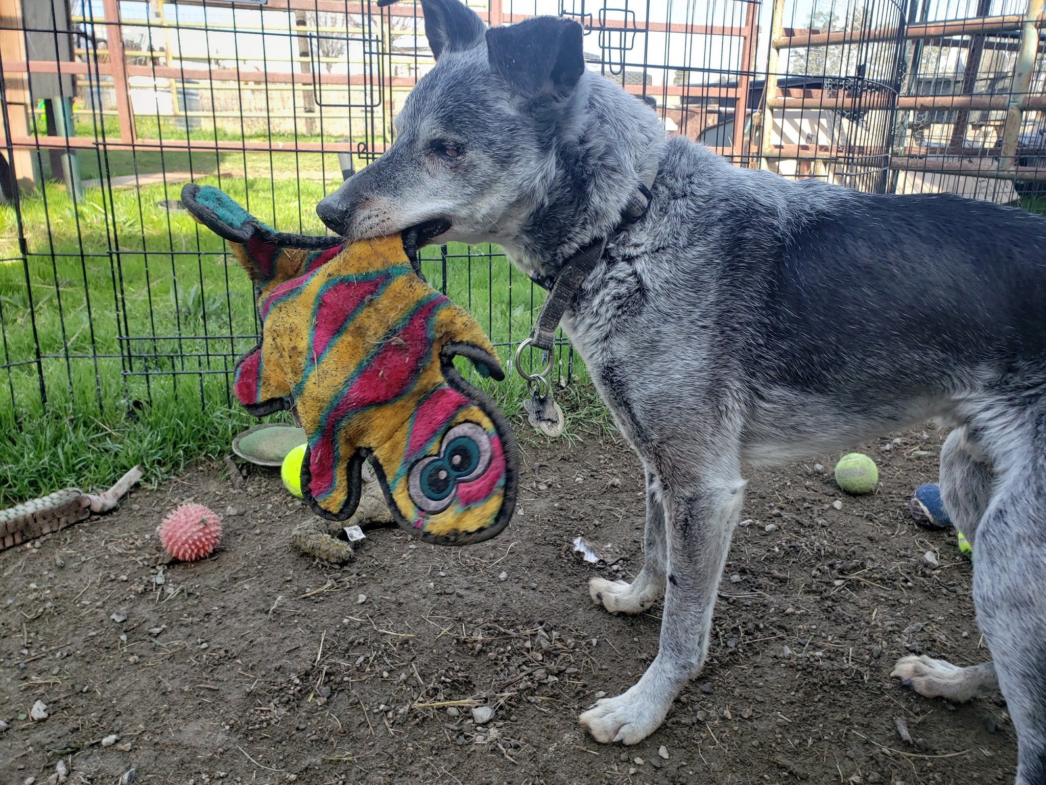 dog holding toy in its mouth