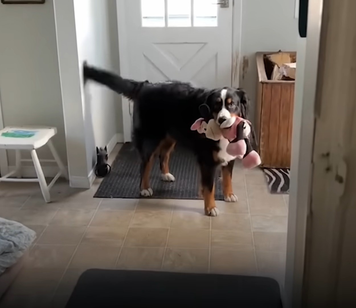 dog holding toy in its mouth