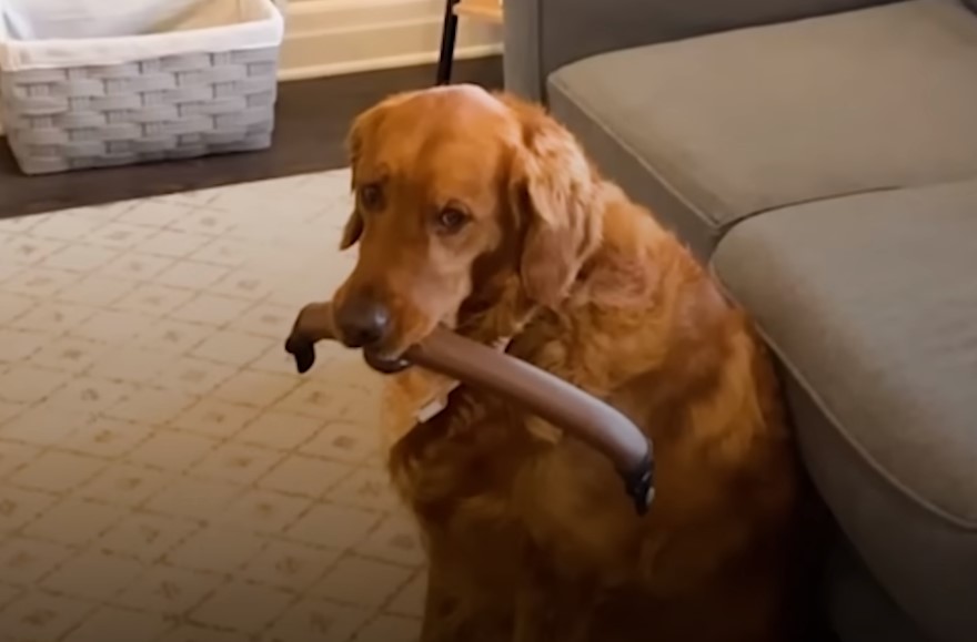 dog holding a stick in his mouth