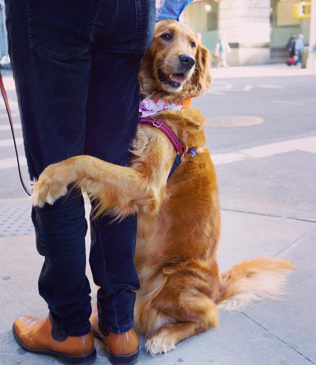 Dog hugging guys leg