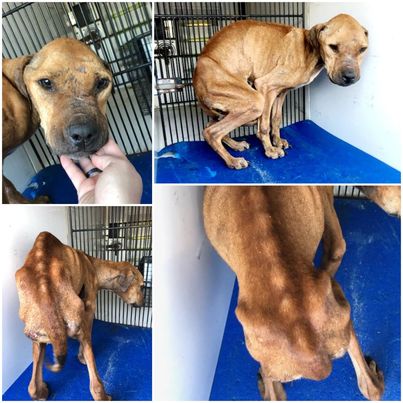 dog in a bad condition standing in a crate