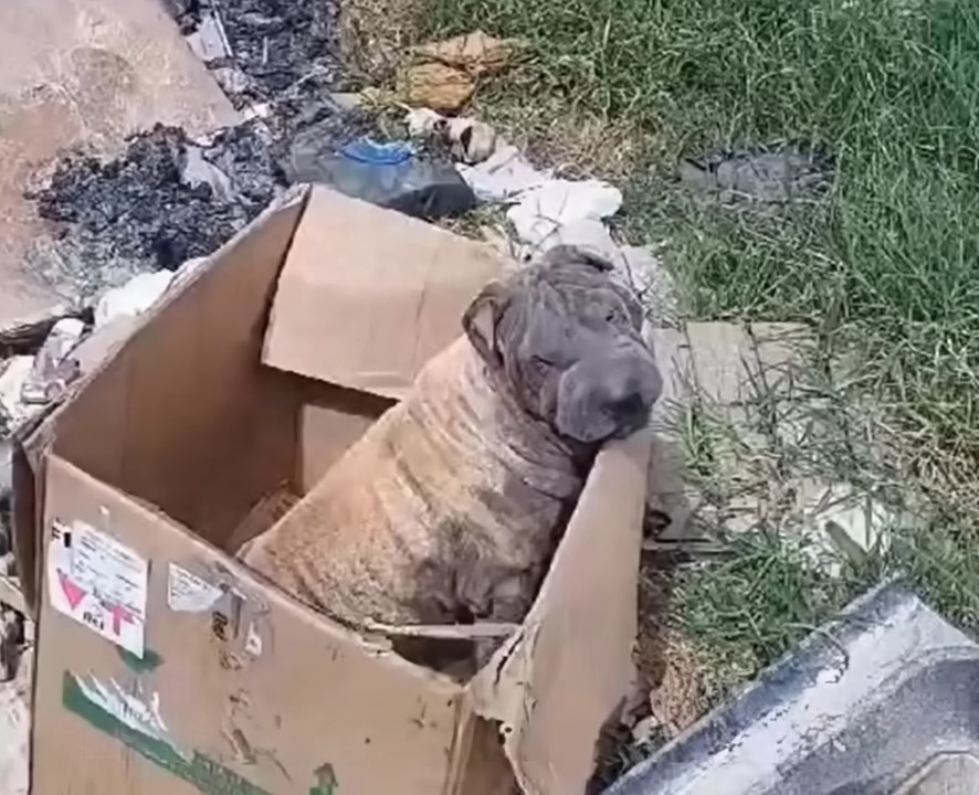 dog in a box