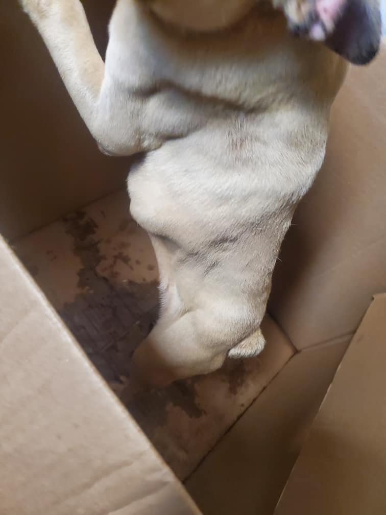 dog in a box