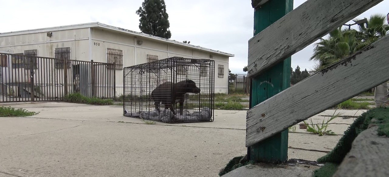 dog in a cage