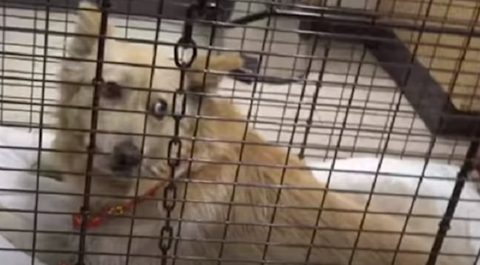 dog in a cage