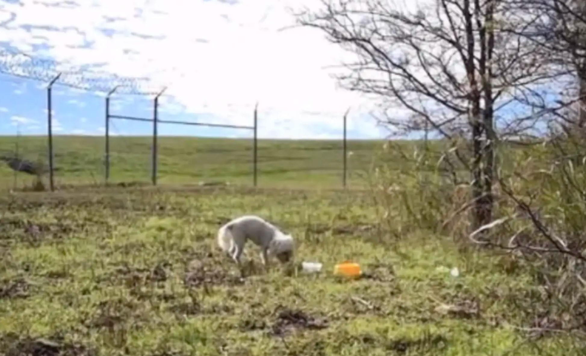 dog in a cage with big fences