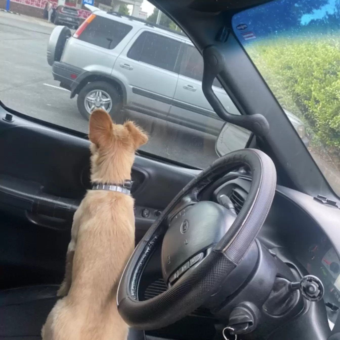 dog in a car