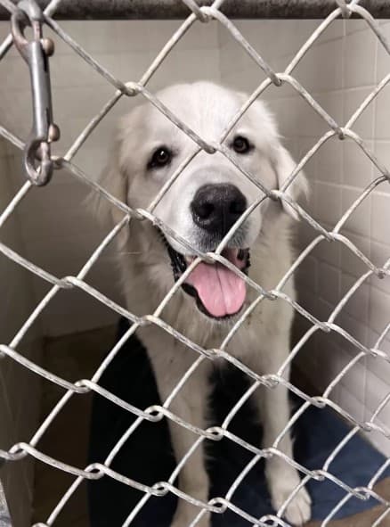 dog in a crate