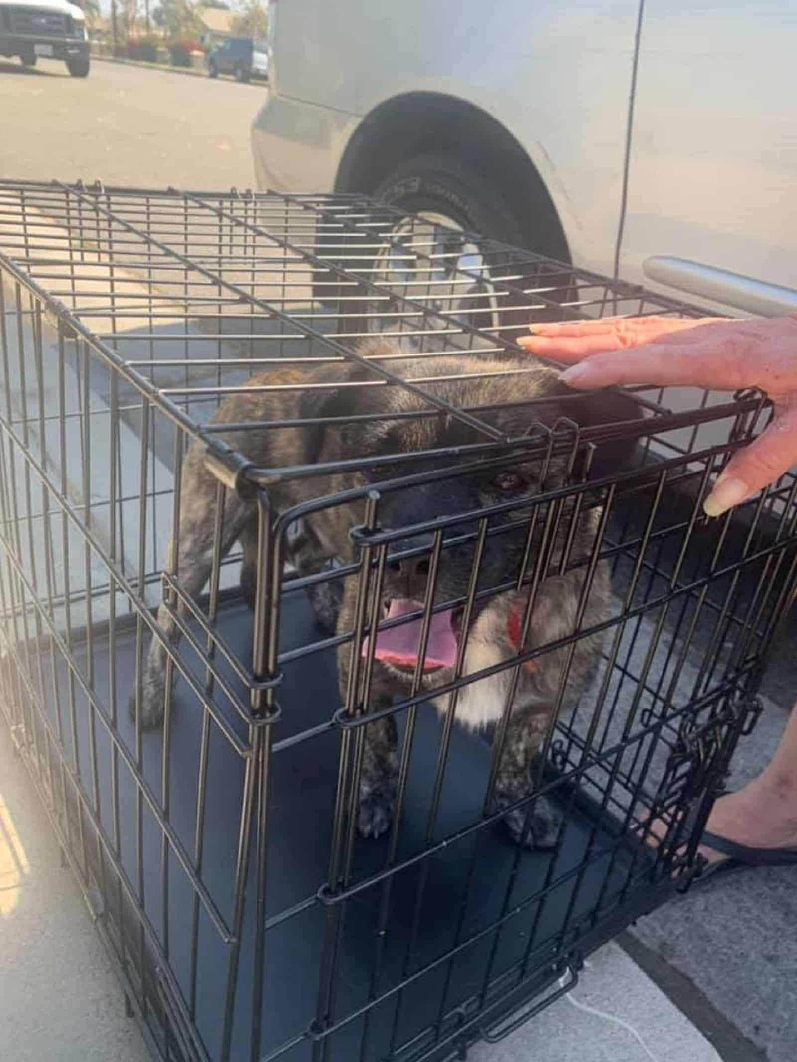 dog in a crate beside the car