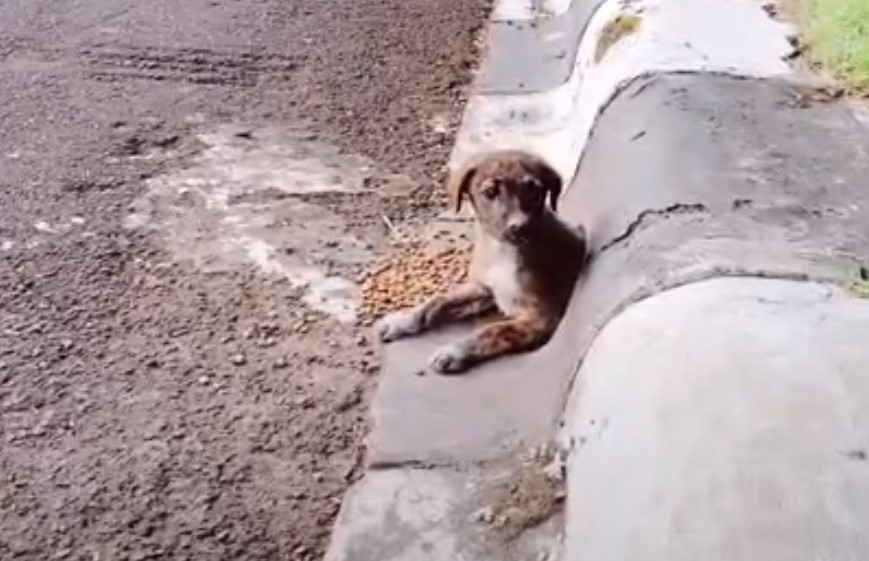 dog in a drain pipe